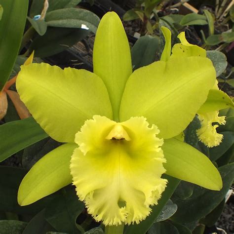 blc prada green deluxe|Prada green cattleya.